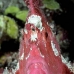 scorpionfish_leaf_ni_v_0017_pal0133.jpg